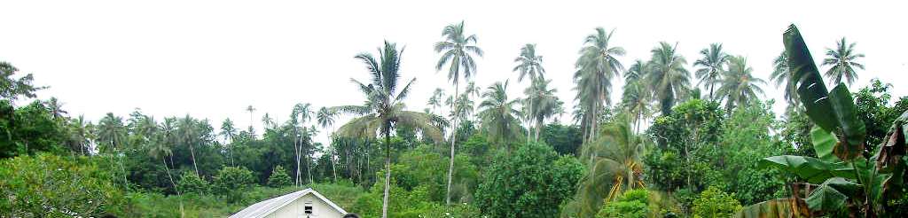 moli coconut re-plantation